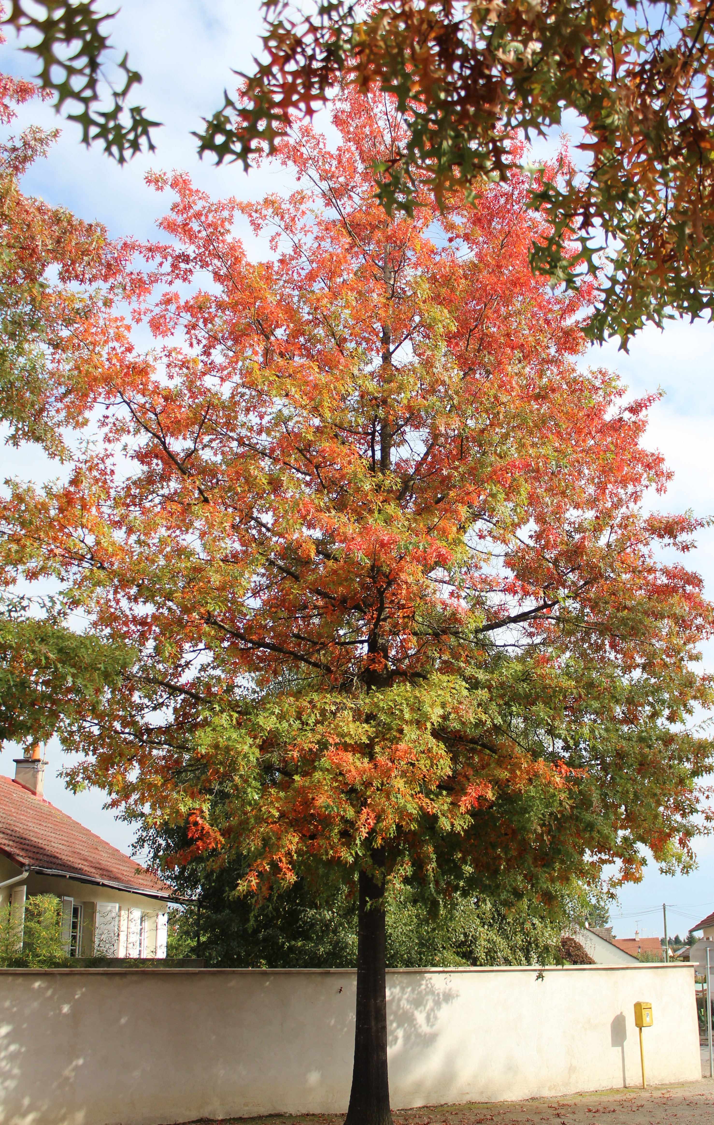 Chêne des marais sacrifié à Yzeure en 2015 photosgcregards03