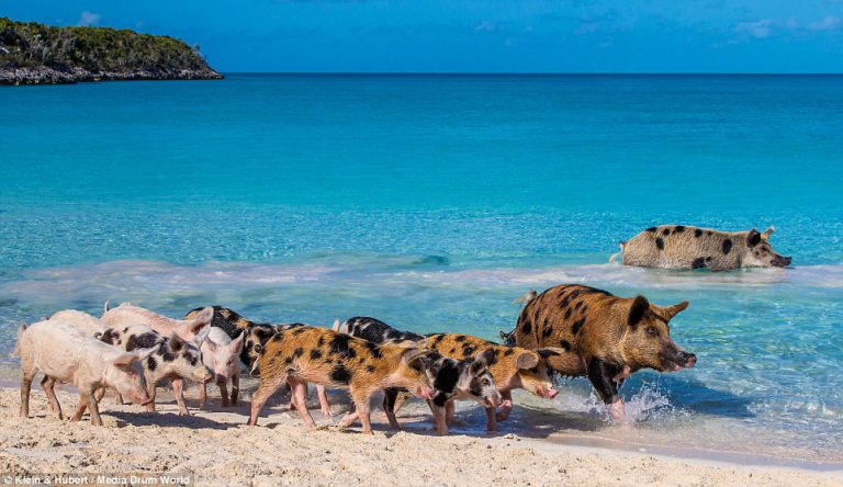 la future baie des cochons aux Ozières 