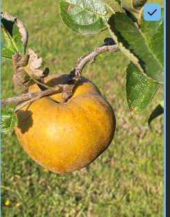 photosgcregards03 Tes pommes de Poméranie ou d' Yzeure